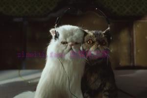 喜剧电影《猫狗大战》解说文案/剧情详述/解说教程/片源下载 20221108160548-636a7e5c2b0ef.jpg