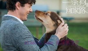 剧情电影《一条狗的回家路》解说文案/剧情详述/解说教程/片源下载 20221108171504-636a8e9831d27.jpg