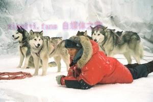 剧情电影《南极大冒险》解说文案/剧情详述/解说教程/片源下载 20221108182442-636a9eea13edd.jpg