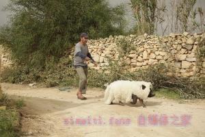 喜剧电影《长翅膀的猪》解说文案/剧情详述/解说教程/片源下载 20221108182645-636a9f6552c75.jpg