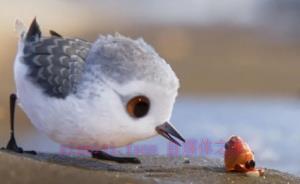 励志动画电影《鹬》解说文案/剧情详述/解说教程/片源下载 20221108223021-636ad87dc1e5b.jpg