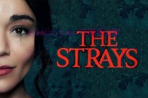 惊悚电影《流浪者》解说文案/剧情详述/解说教程/片源下载 20230304031229-6402b71d2467f.jpg