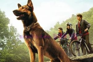 剧情电影《军犬麦克斯》解说文案/剧情详述/解说教程 20230610075757-64842d0516aa0.jpg