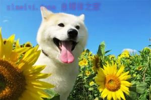 剧情电影《星守之犬》解说文案/剧情详述/解说教程 20230730233547-64c6f3d3eeb11.jpg