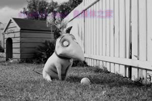 动漫电影《科学怪狗》解说文案/剧情详述/解说教程 20230909005148-64fbc1a46827f.jpg