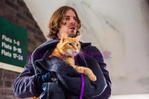 喜剧电影《流浪猫鲍勃》解说文案/剧情详述/解说教程 20231013125557-65293e5d8c492.jpg