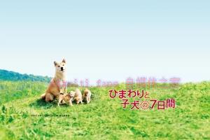 剧情电影《向日葵与幼犬的7天》解说文案/剧情详述/解说教程 20240111114139-659fd3f3c3be7.jpg