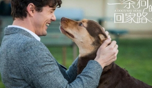 剧情电影《一条狗的回家路》解说文案/片源下载 20220325152415-623dde9f649ff.jpg