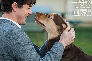 剧情电影《一条狗的回家路》解说文案/片源下载-自媒体之家