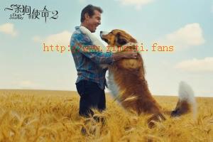 剧情电影《一条狗的使命2》解说文案/片源下载 20220814233508-62f986acae199.jpg